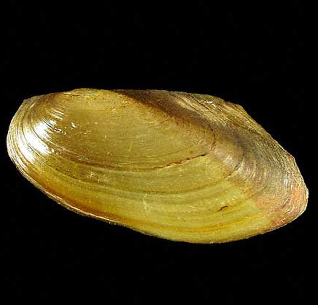 -Gouden mossel 7 cm